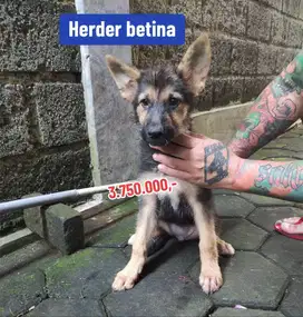 Puppies / anjing herder betina