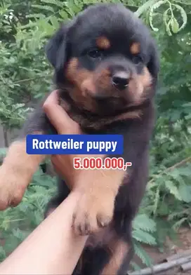 Puppies / anjing rottweiler bigbone