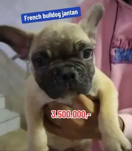 Puppies / anjing french bulldog jantan