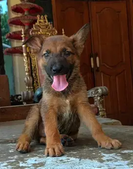 Puppies / anjing mix belgian malinois