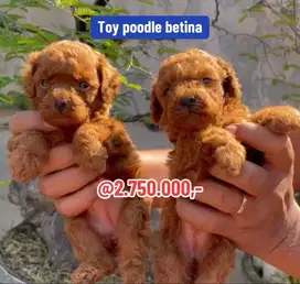 Puppies / anjing red toy poodle cute