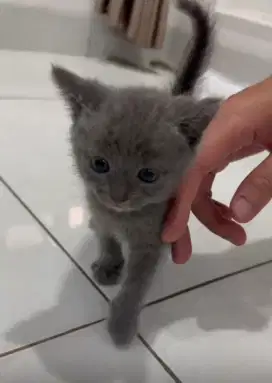Lepas Adopt British Short Hair (BSH)