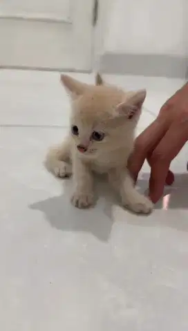 Lepas Adopt British Short Hair (BSH)
