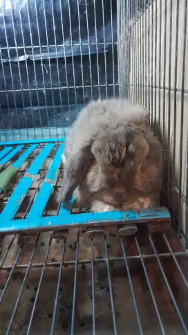 Kelinci hias Holland lop