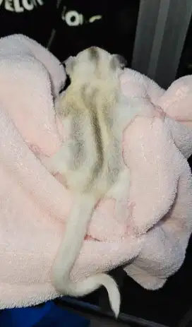 Di jual joey sugar glider mozaic