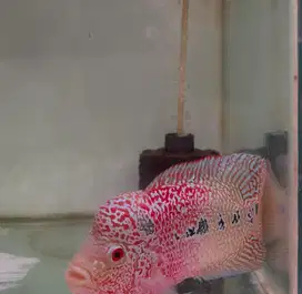 Ikan louhan cencu 16 cm cs series