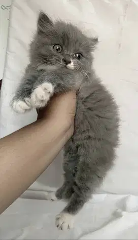 Kucing kitten British longhair Bicolour super gembul Betina
