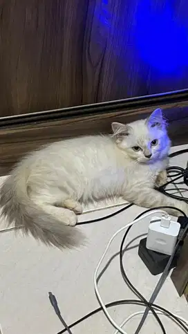 Kucing Persia x Himalaya