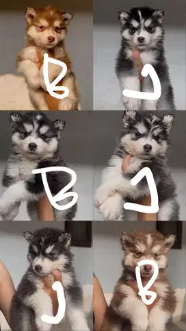 Anjing Siberian Husky Puppy