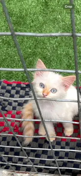 Himalayan red point