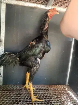 Ayam Bangkok muda / janggaran