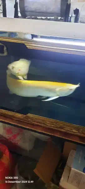 Jual aquarium beserta isinya