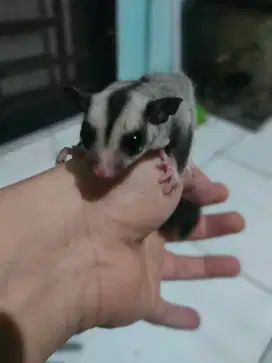 Sugar glider grey het leu joey