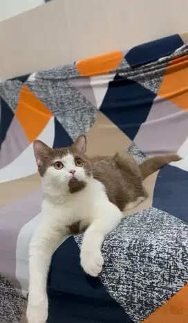 British Shorthair Bico Cinnamon Jantan Import