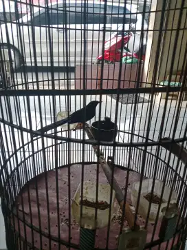 MURAI MEDAN BULU BAGUS  BURUNG AKTIF  FULL SIULAN MERDU TERAWAT