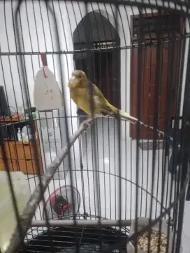 Kenari f1 besar