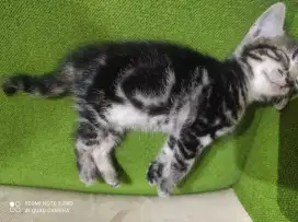 Anak Kucing Black Marble rare