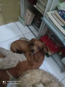 Puppies Tekel/Dachshund