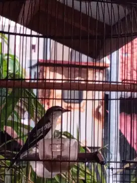 Burung kapasan kemiri