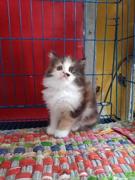 Kitten persia himalaya