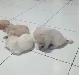 Anjing maltipoo