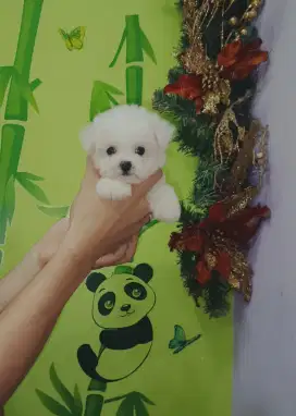 Dijual anjing samoyed, bichon, poodle warna grey,apricot, white dll