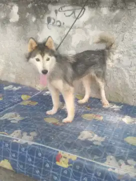 alaskan malamute betina