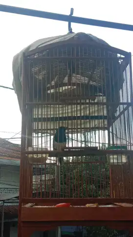 Kacer daput jantan murah
