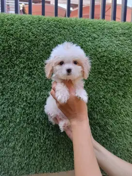 Dijual anjing bichon, samoyed, poodle grey, apricot, putih, parti