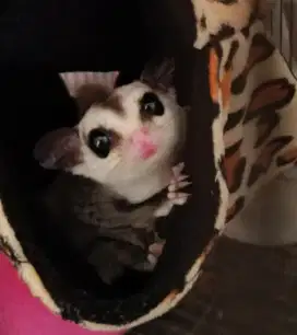 Sugar glider jantan white face 2-3 bulan an