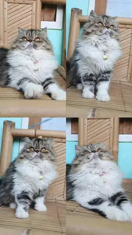 Kitten peaknose