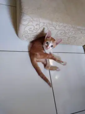 Anakan kucing kampung