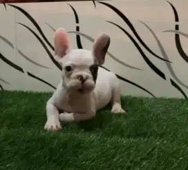 French bulldog jantan