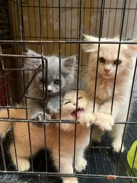 kitten abu abu muka singa