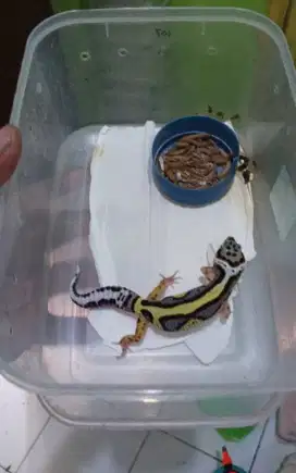 Leopard Gecko Bold Stripe ph Tremper