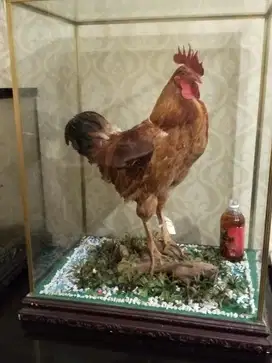 Jual murah patung ayam asli