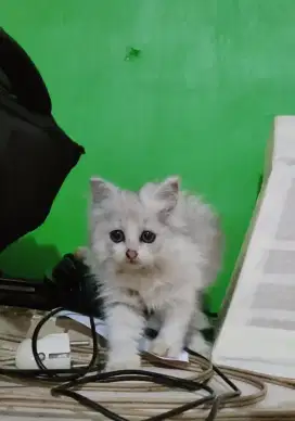 LA persia Kitten usia 3 bulanan