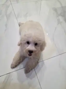 Dijual anak anjing Poedle warna putih