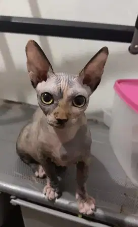 Kitten bambino betina