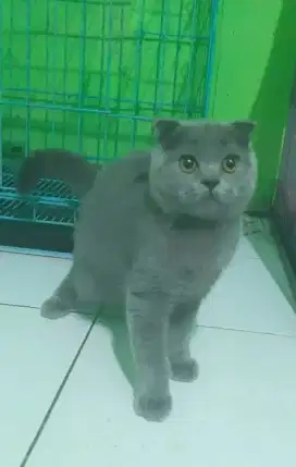 Scottish fold male
