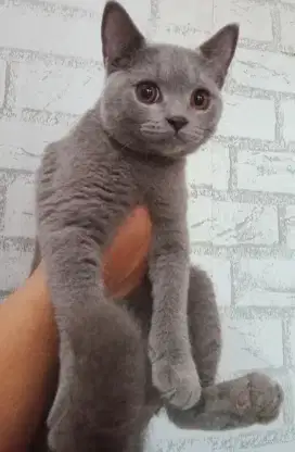 LA cepat kitten BSH blue solid