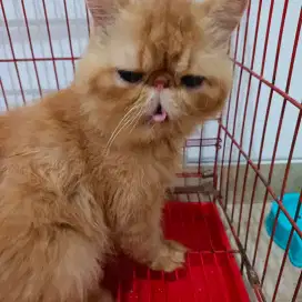 Lepas adopsi kucing persia peaknose