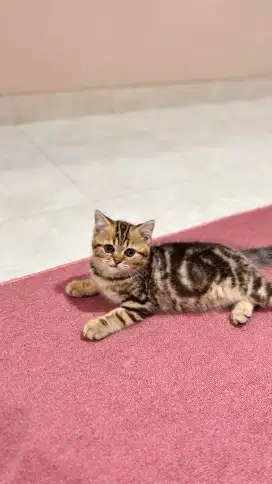 British shorthair marble