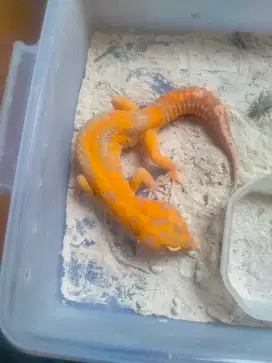 Leopard gecko 3 ekor