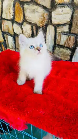 Kucing Himalaya Kitten Blue Eyes