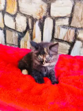 Kucing Black Tortil