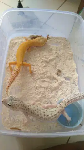 Jual reptile harga merakyat