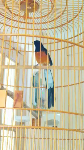 Murai batu ring ekor panjang