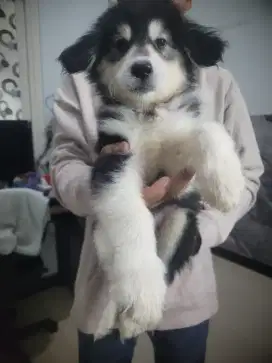 Alaskan Malamute Black White
