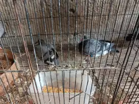 Anakan merpati pos, bibitan lepasan cirebon